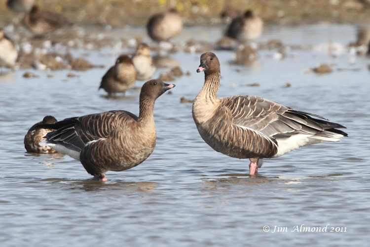 Pink Footed Goose x 2 Cley 27 9 11 IMG_1671